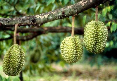 榴莲食谱 吃出健康好女人