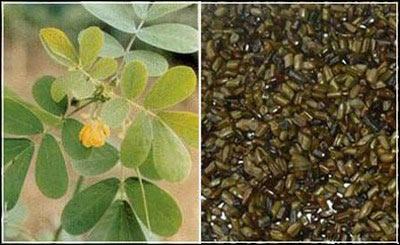 养生用决明 目光炯有神