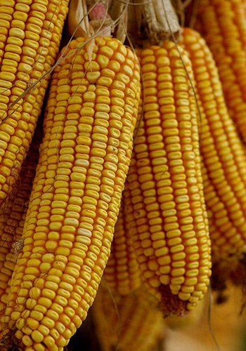 每天吃粗粮7种食疗 让你年轻15岁(组图)