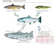 第一种被人类食用的“转基因动物”