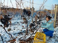 伊珠葡萄酒冰葡萄基地迎来第一场冰雪