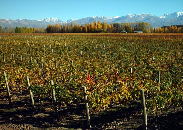 凯洛酒庄(Bodegas Caro)