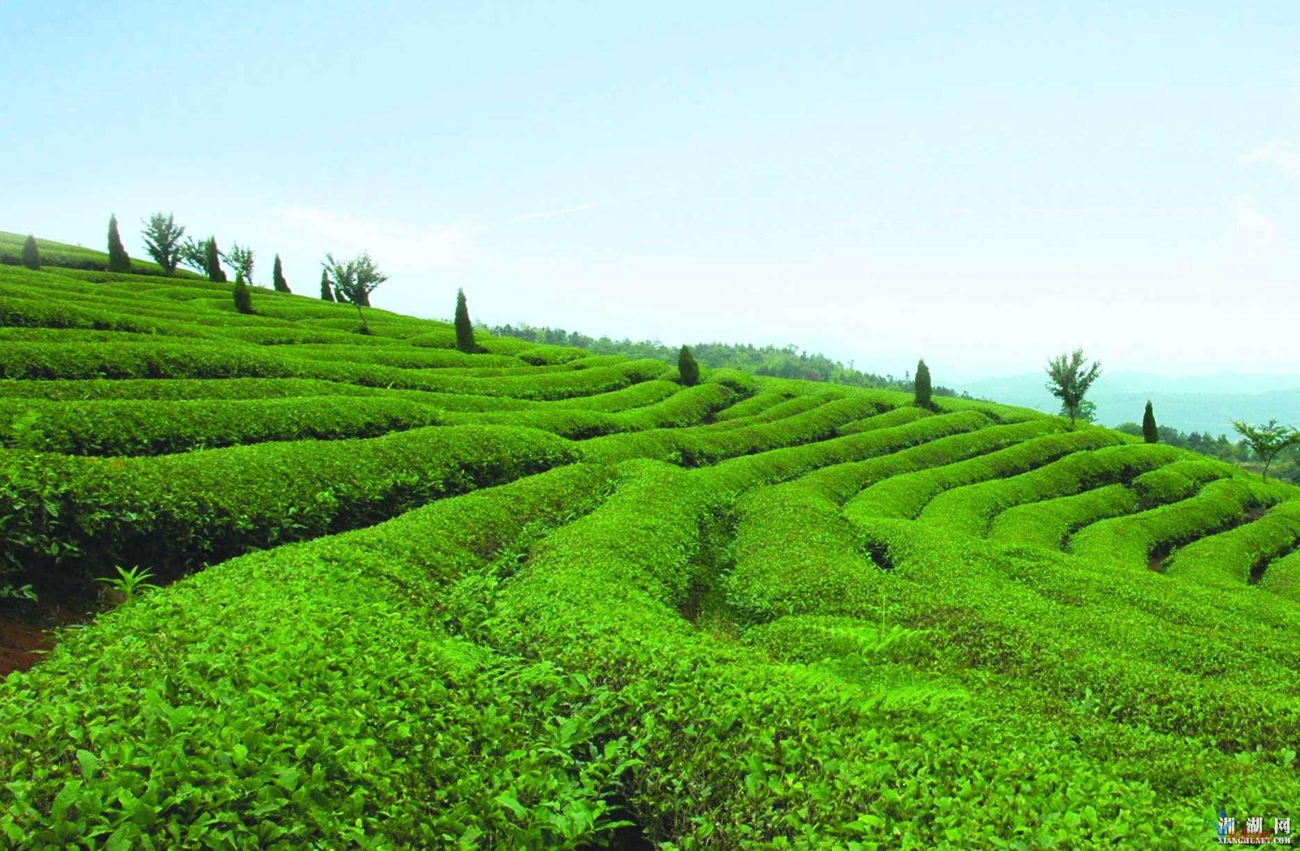 高温炙烤下的茶叶路在何方