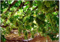 吐鲁番市正全力推动葡萄酒产业发展